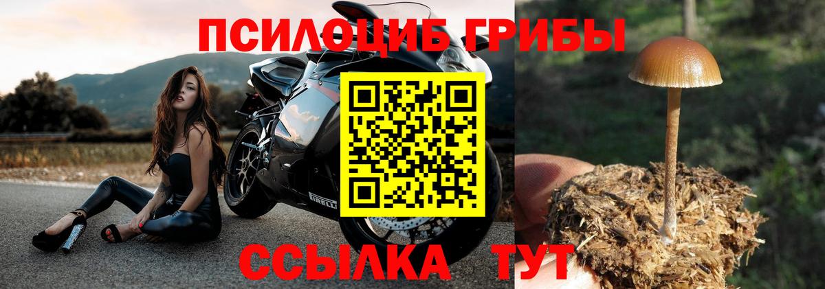 Псилоцибиновые грибы Psilocybine cubensis Бутурлиновка